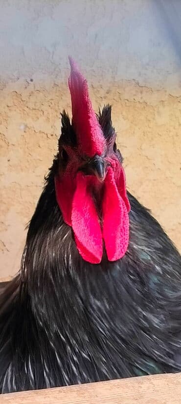 голубь птицы: Продаю | Петух | Для разведения — 1