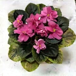 чуйкова исанова: В продаже детки сортовых мини и полумини сортов фиалок 🌺🌿🌺. Нахожусь в — 13