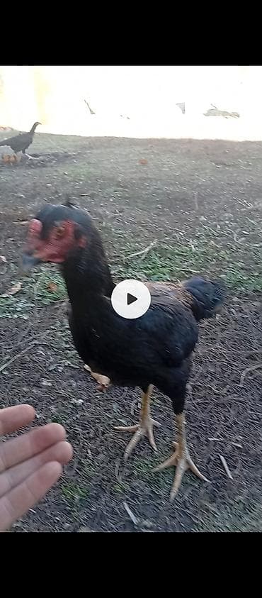 А/ч жаныбарлары үчүн тоюттар: Дакан короз сатылат Бир козу кор.Бир победасы бар таза корпусник — 6