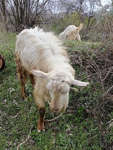 баран самка: Продаю | Козёл (самец) | Для разведения — 4