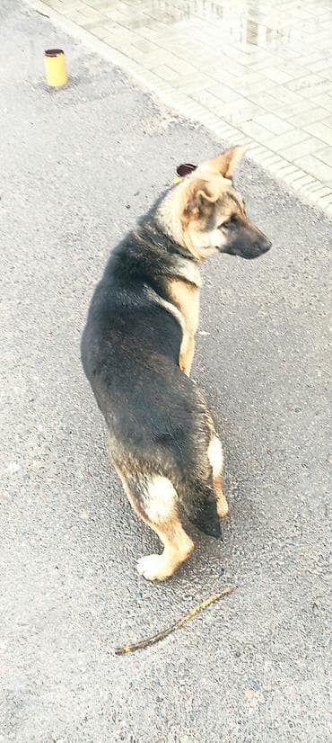 сенбернар щенок цена: Немецкая овчарка, 6 месяцев, Самка — 3