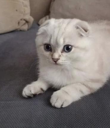 Продажа кошек: Шотландский вислоухий котёнок (Scottish Fold) Девочка 2 месяцев - — 1