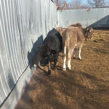 тайган собака цена бишкек: Продаю | Музоо, торпок | На откорм | Привязанные — 3