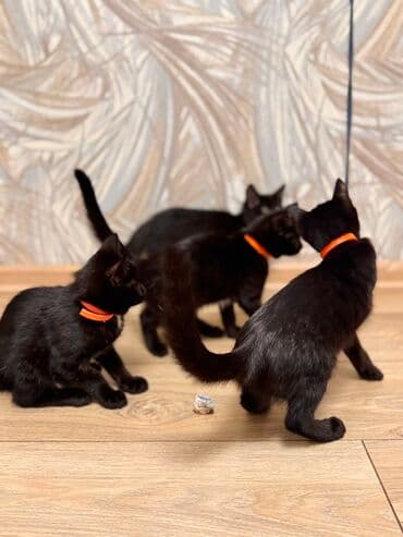коты купить: Бесплатно в добрые руки. Черные котята с белыми «галстуками» и белыми — 4