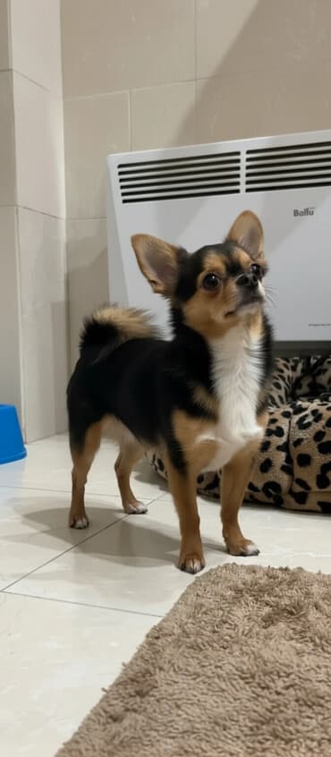 сколько стоит белый шпиц: Вязка: Чихуахуа, Самец, 3 года, С прививкой, С родословной — 1