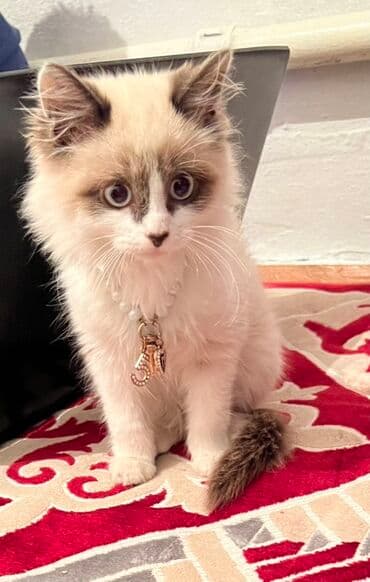 продам домик для кошки: Рэгдолл, 3 айлык, Эркек, Биколор — 2