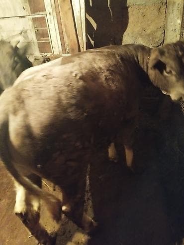 собака бульдог: Продаю | Бык (самец) | На откорм | Привязанные — 7