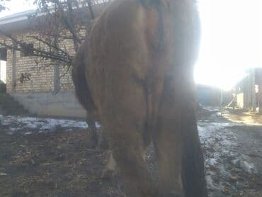 кыргыз добот ит: Сатам | Уй (ургаачы) | Швиц | Көбөйтүү үчүн | Жасалма уруктандырылган — 7