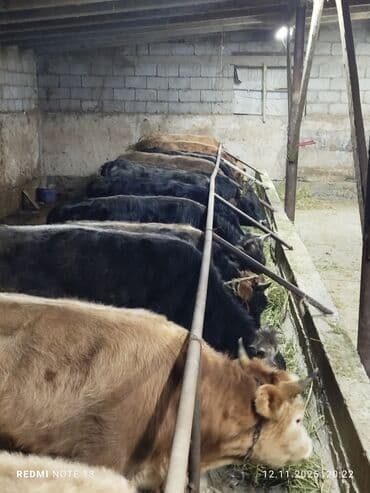 ульи пчелы: Продаю | Бык (самец) | Полукровка | На откорм | Привязанные — 2