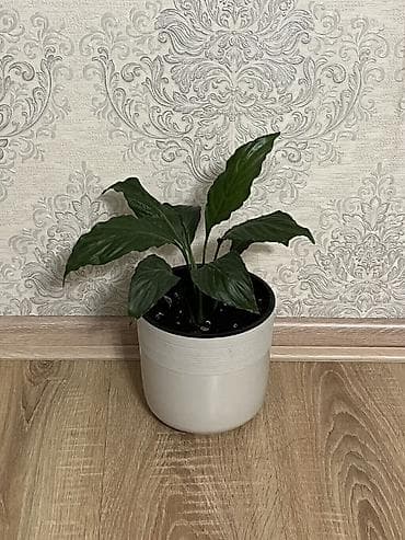 калате: Комнатные растения в декоративных горшках 1) Калатея (Calathea) с — 5