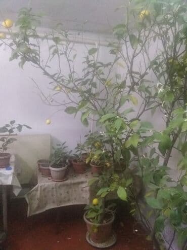 семена павловния купить в бишкеке: Продаются лимоны адрес,по жебек желу между старым автовокзалом и — 1