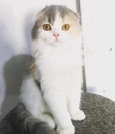 продажа вислоухих шотландских котят: Отдам кошек в добрые руки отдаются все после стерилизации — 4