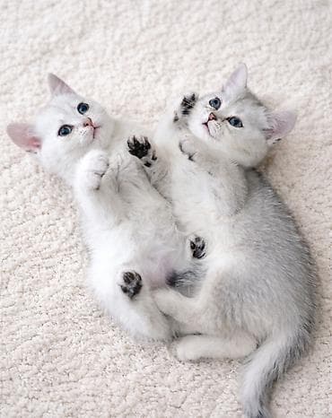 шотланская кошка: Шотландские котята возраст полтора месяца, готовы переехать в новый — 1