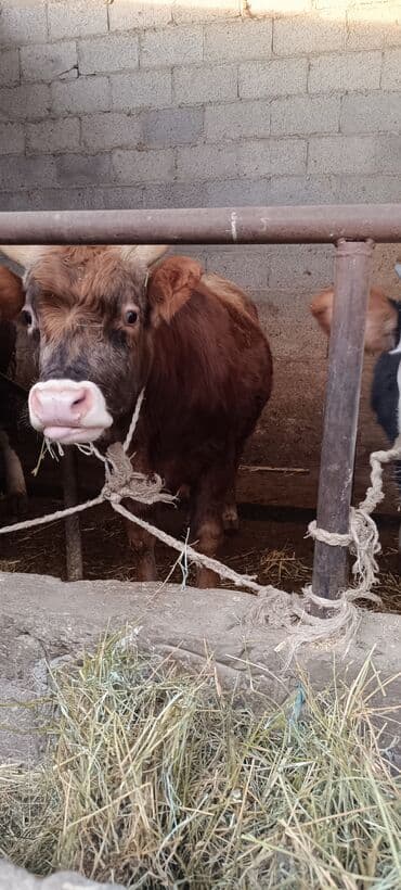 бравекто для собак бишкек: Продаю | Бык (самец) | На откорм | Привязанные — 5