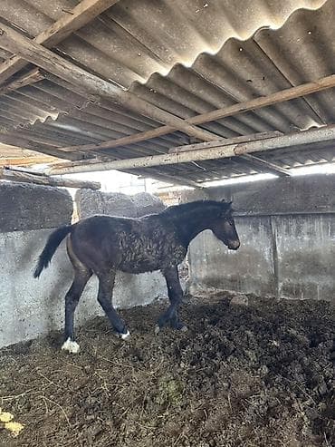 утки белые: Продаю | Жеребенок | Конный спорт — 2