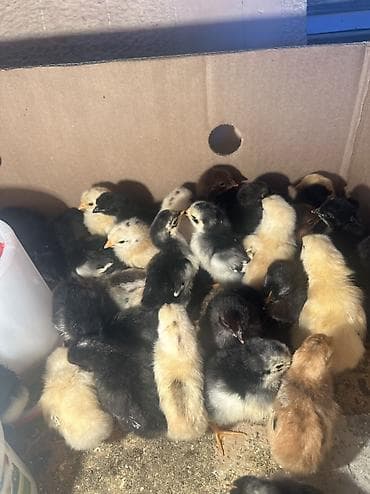 набор ножей для кухни: Сапаттуу жожолор 🐥 сатылат 5 күндүк, 70 даана бар Үй тооктун табигый — 1