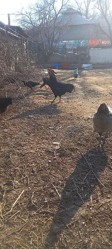 животные птицы: Продаю | Куры | Домашняя | Для разведения — 8