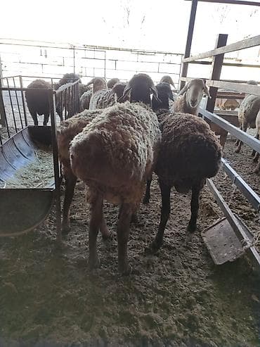 арашан овцы: Сатам | Кочкор (эркек) | Арашан | Көбөйтүү үчүн | Асыл тукумдуу, Жасалма жол менен боозутуу — 3
