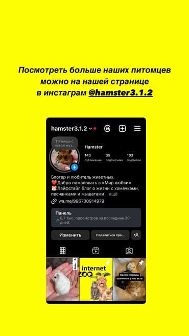 сколько стоит хомяк в зоомагазине: Продаются хомячки джунгарские, сирийские, ангорские пушистые хомячки — 8