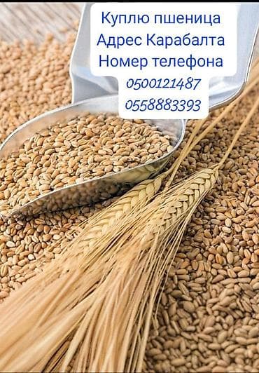 зерно пшеницы: Закупка пшеницы. Локация: Кара-Балта. Ищем предложения по пшенице от — 1