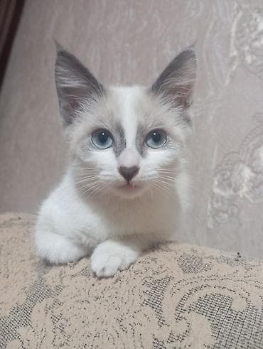 Мышыктар сатылат: Котята Ходят в лоток,кушают все подряд - Возраст: котята (молодые) - — 3