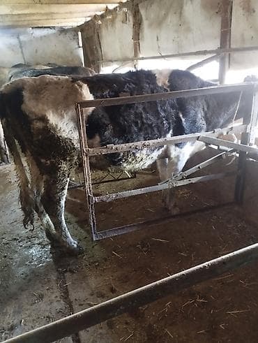 Аквариумы: Продаю | Корова (самка) | Голштин, Алатауская | На откорм — 3