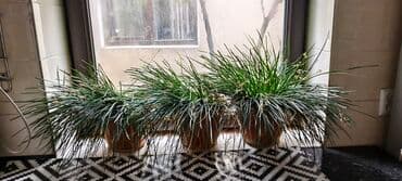 цветы гартензии: Цветы — 2