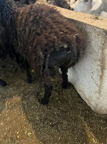 зерновой: Продаю | Овца (самка) | Для шерсти | Ярка — 10