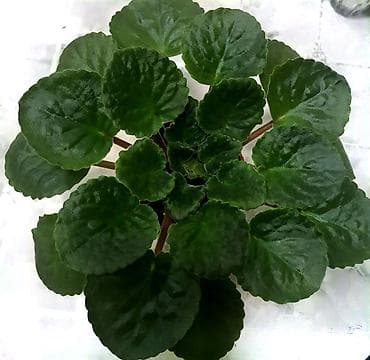 Фиалки и глоксинии: Продаю взрослые фиалки 🌺🌺🌺.Цена 300-350-400.Нахожусь в районе Тоголок — 8