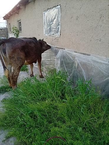 зоомагазин бишкек орто сай: Сатам | Кунаажын | Байланган — 1