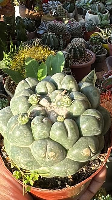 сколько стоят кактусы: Коллекция суккулентов в горшках 1) Кристатная форма кактуса/молочая — 7