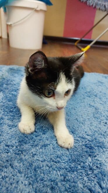 питомник кошек: 🐾 Очаровательная Дуняша ищет дом 🐾 Молодая черно-белая кошечка — 3