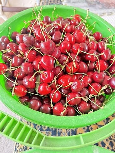 канадский клён: Черешня В розницу — 1