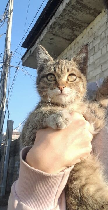 бенгальская домашняя кошка: 3 месяца, Девочка — 1