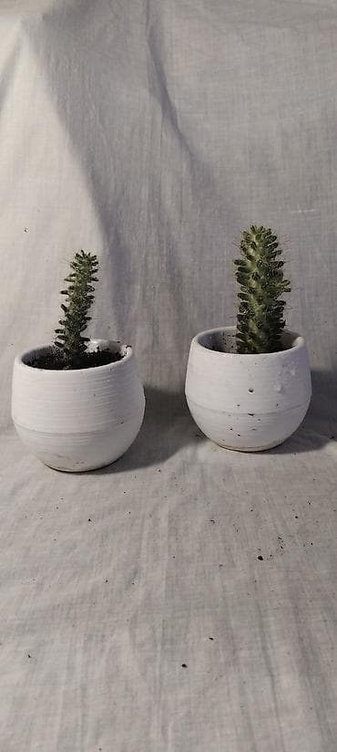 кактусы: Кактусы-малыши! Цены: 50, 100 и 150 сом Адрес: 9м/р, по ул — 5