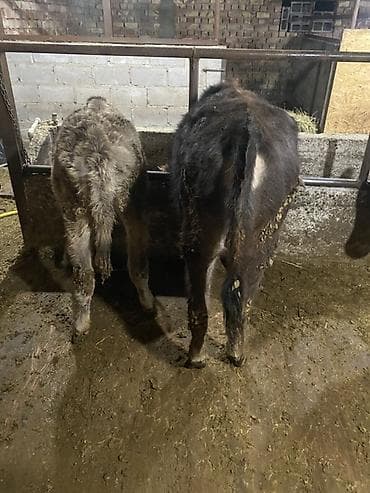 телёнок ангус: Продаю | Тёлка | Полукровка | На откорм | Нетель — 6