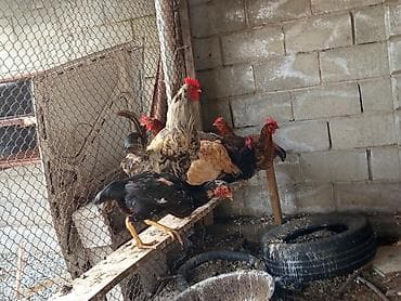 пес: Продаю | Куры | Домашняя | Для разведения — 4