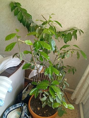 алоэ цветы: Комнатное растение в горшке — крупный цитрус (возможен лимон/апельсин — 1