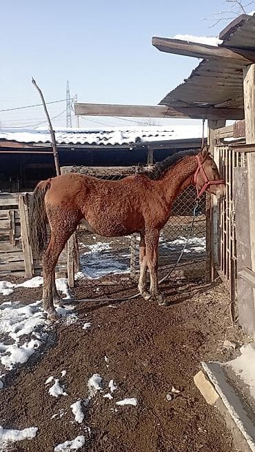 куры марьям бишкек: Продаю | Кобыла (самка) — 1