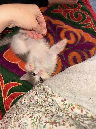 бенгалская кошка даром: Кошка даром: Беспородная, 2 месяца, Девочка, Приучена к лотку — 4