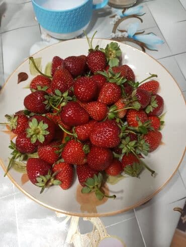 куплю рассаду клубники: Саженцы садовой клубники альбион. - Мощные розетки с крепкими усами — 2