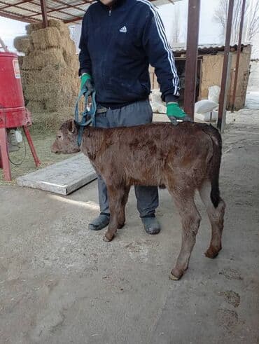 Собаки: Продаю | Музоо, торпок | На откорм | Привязанные — 2