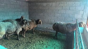 продаю хомяка: Продаю | Овца (самка) | Арашан | Для разведения | Матка — 5