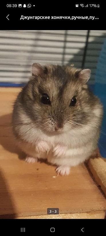 ласка животное: Продаю клетку двухэтажную, с домиком, поилкой, кормушкой и + 1 — 5