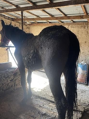 куплю быков село луговое: Продаю | Жеребец | Полукровка | На забой, Для разведения — 1