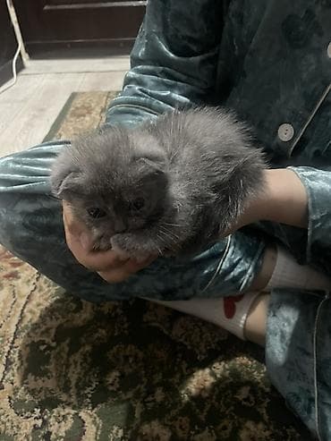 cat litter: Шотландский вислоухий котёнок, окрас голубой (серый) — 4