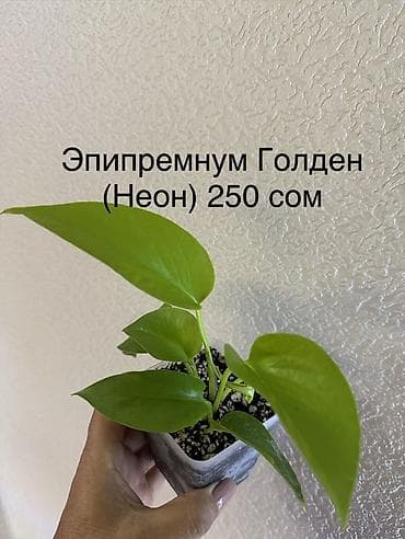 Комнатные растения: Укоренённые черенки от 150 до 350 сомов — 6