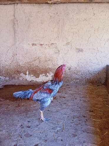 животные птицы: Продаю | Петух | Бойцовая | Для разведения — 5