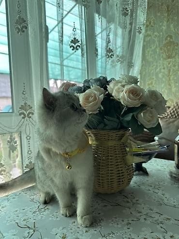 Ветеринар кызматы: Табылган : Британ кыска жүндүү, Эркек, Күмүш өңдүү шиншилла — 2