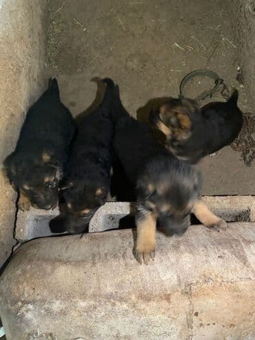 чихуахуа даром: Продается Щенки, немецких овчароки — 3